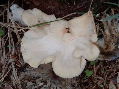 Favolus brasiliensis