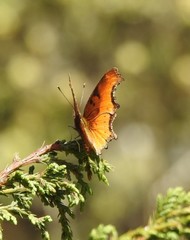 Polygonia haroldii