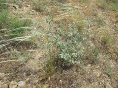 Eryngium campestre