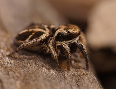 Habronattus klauseri