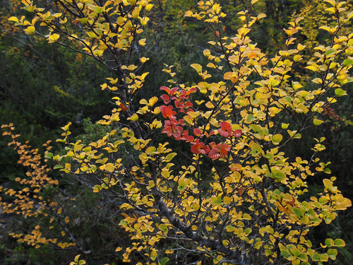 Nothofagus gunnii, photograph 5