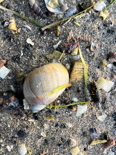 Conuber conicum