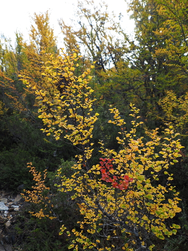 Nothofagus gunnii, photograph 4