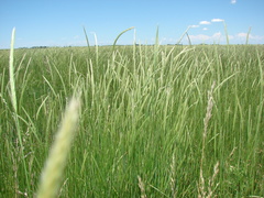 Hordeum stenostachys