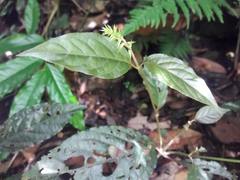 Achyranthes bidentata