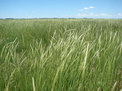 Hordeum stenostachys