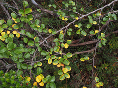 Nothofagus gunnii, photograph author not stated, no rights reserved