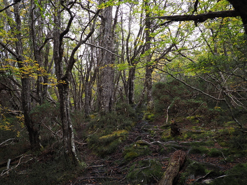 Nothofagus gunnii, photograph 3