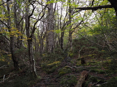 Nothofagus gunnii, photograph author not stated, no rights reserved