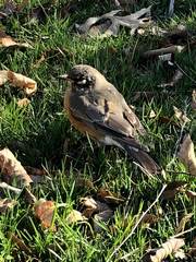Turdus migratorius