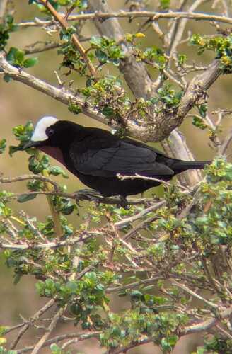 White-capped Tanager