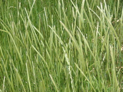 Hordeum stenostachys
