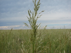 Bromus auleticus