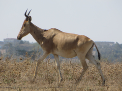 Alcelaphus buselaphus cokii