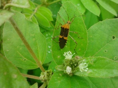 Hypselonotus lineatus