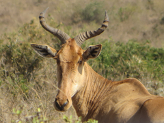 Alcelaphus buselaphus cokii