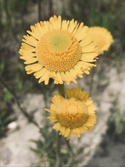 Helenium pinnatifidum