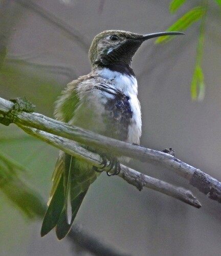 White-sided Hillstar (Oreotrochilus leucopleurus), photo 3