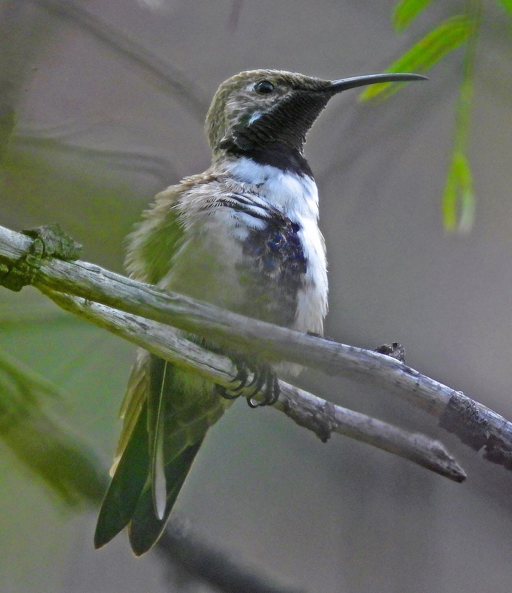 White-sided Hillstar (Oreotrochilus leucopleurus), photo 4