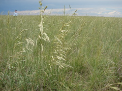 Bromus auleticus