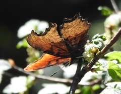 Polygonia haroldii