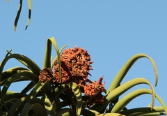 Aceria aloinis