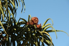Aceria aloinis