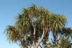 Aceria aloinis
