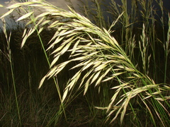 Bromus auleticus