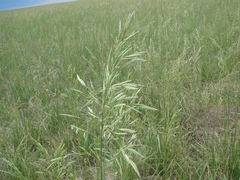 Bromus auleticus