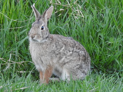 Sylvilagus floridanus