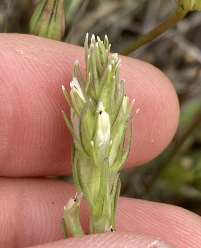 Castilleja attenuata, photograph 4