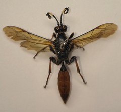 Protichneumon