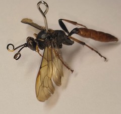 Protichneumon