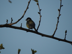 Parus major