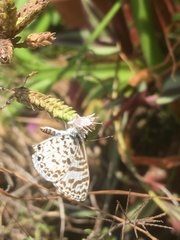 Leptotes cassius cassius