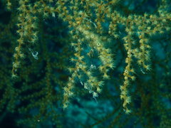 Hydrozoanthus gracilis image