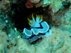 Chromodoris alcalai