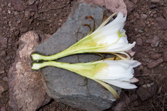 Trichocereus clavatus