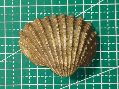 Tegillarca granosa observed 2026-04-30