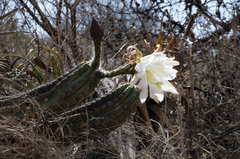 Trichocereus clavatus