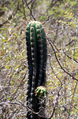 Trichocereus clavatus
