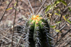 Trichocereus clavatus