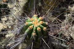 Trichocereus clavatus