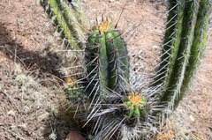 Trichocereus clavatus
