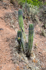 Trichocereus clavatus