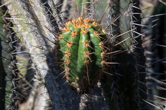 Trichocereus clavatus