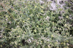 Galium stellatum