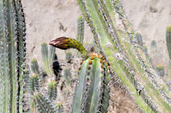 Trichocereus clavatus