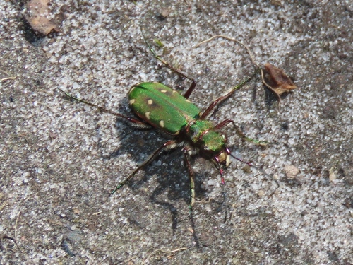 Green Tiger Beetle, Den Dolder, Nederland, photo 7 of 10